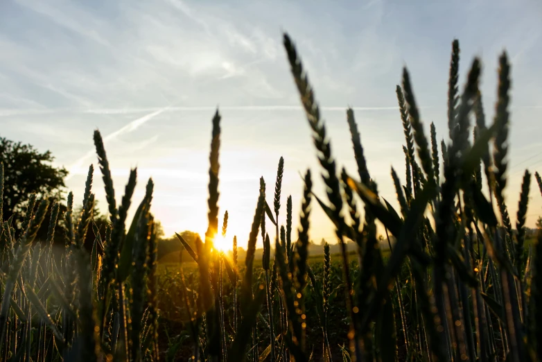 a field of tall grass with the sun setting in the background, pexels contest winner, precisionism, ready to eat, farms, view from ground, backlit ears