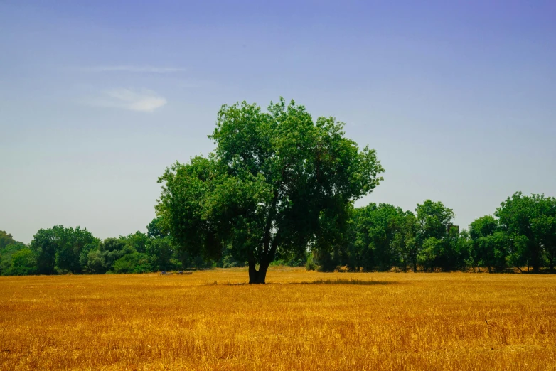 a lone tree in the middle of a field, pexels contest winner, hot summer day, shades of gold display naturally, oklahoma, a wooden