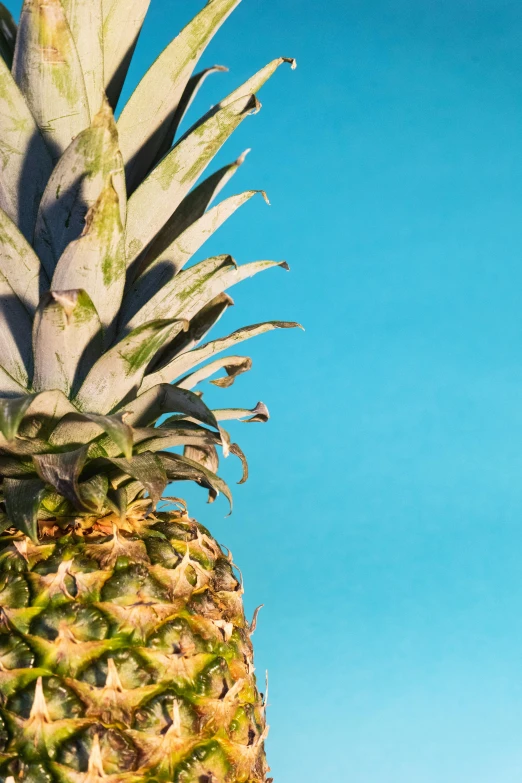 a close up of a pineapple against a blue sky, an album cover, solid background, colour photograph, uncrop, multicoloured