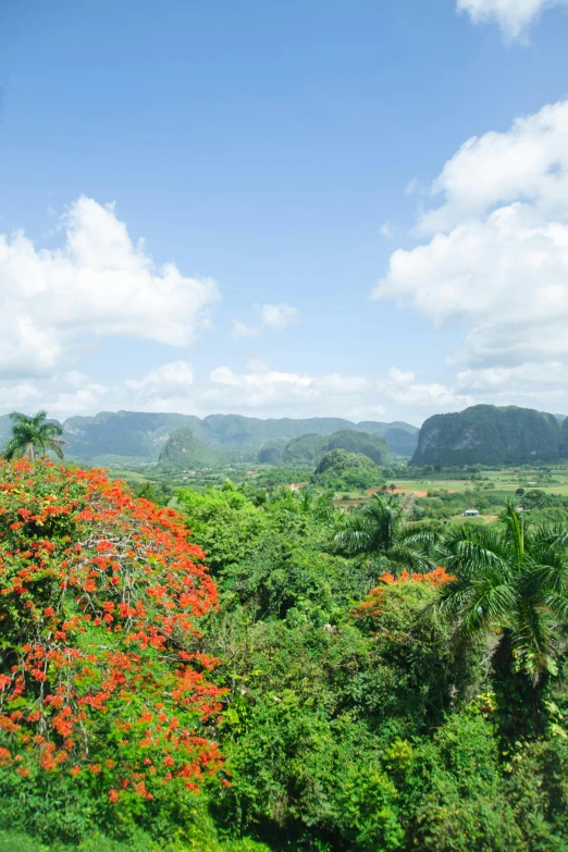 a train traveling through a lush green countryside, cuban setting, looking down at the valley, square, draped with red hybiscus