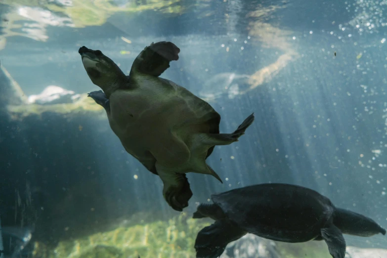 a couple of turtles swimming next to each other, a portrait, unsplash, hurufiyya, biodome, slide show, standing sideways, platypus