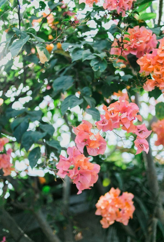 a close up of a bunch of flowers on a tree, tropical setting, pink orange flowers, photographed in film, lush plants and lanterns