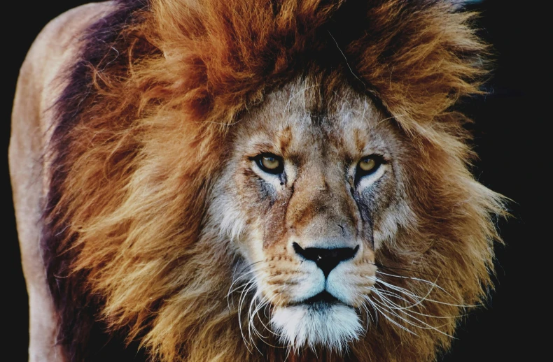 a close up of a lion with a black background, an album cover, pexels contest winner, on a canva, looking up at the camera, a high angle shot, hd footage