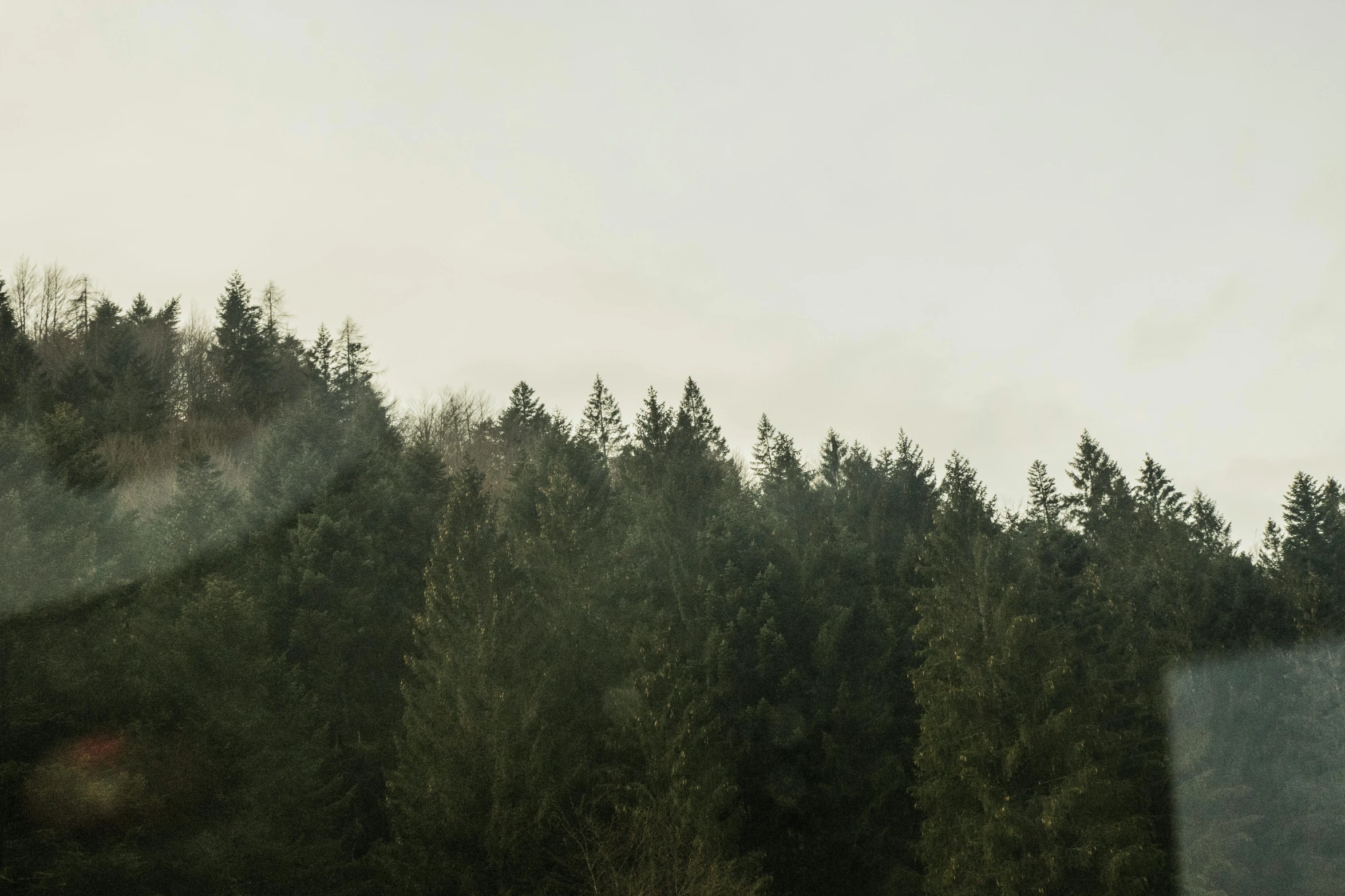 a view of a forest from a train window, unsplash, tonalism, ((trees)), black fir, green smoggy sky, extra high resolution