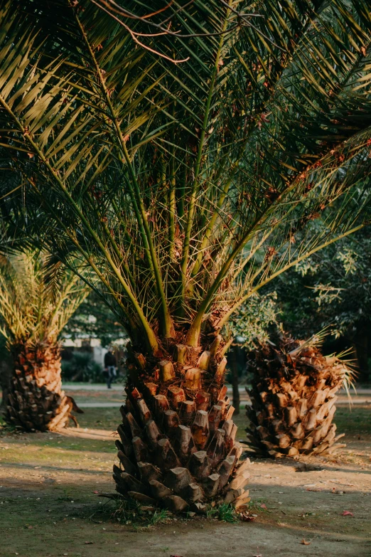 a row of palm trees in a park, cone shaped, dappled in evening light, trees growing on its body, spines