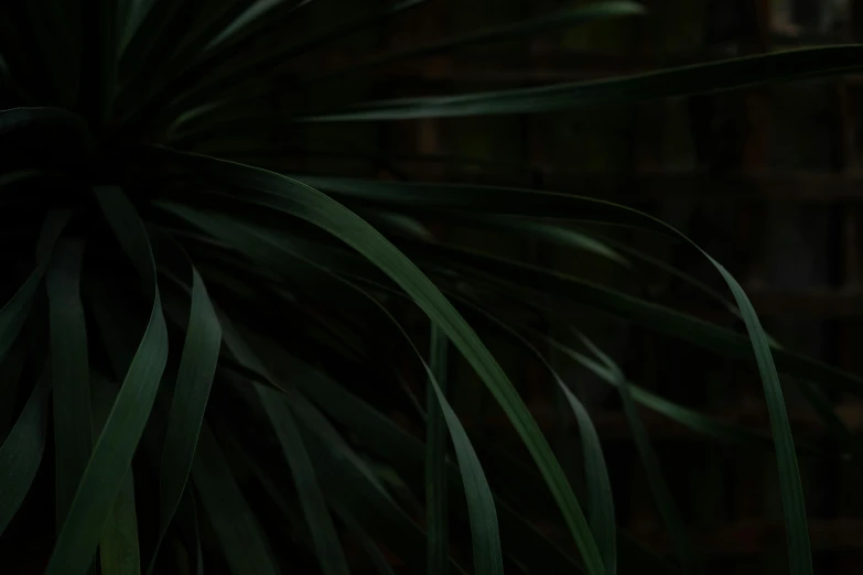 a close up of a plant in front of a bookshelf, inspired by Elsa Bleda, unsplash contest winner, digital art, in a deep lush jungle at night, black and green, palm skin, 4 k cinematic still