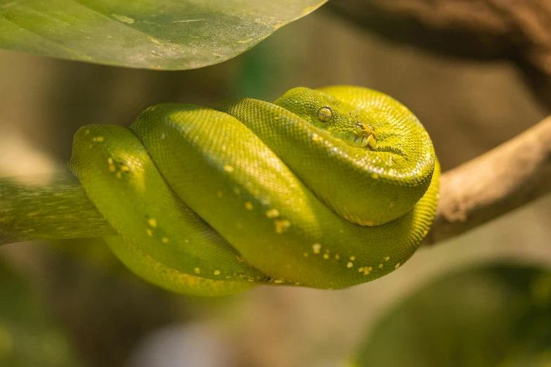 a close up of a green snake on a branch, trending on pexels, yellow, digital image, snake van, pastel'