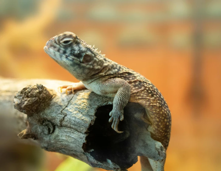 a lizard sitting on top of a tree branch, trending on pexels, renaissance, vivarium, on a hot australian day, a wooden, stuffed