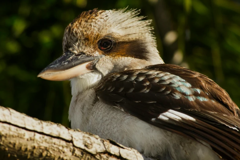 a close up of a bird on a tree branch, aboriginal capirote, crown of body length feathers, warm friendly face, long chin