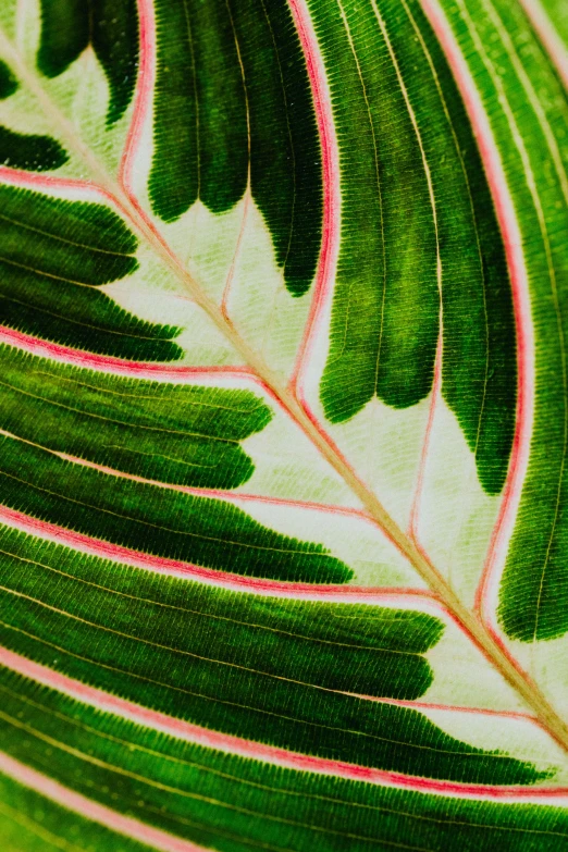 a close up of a green and pink leaf, tropical houseplants, information, zoomed out to show entire image, patterned