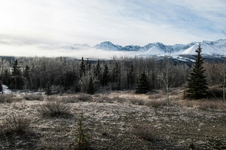 a snow covered field with trees and mountains in the background, a portrait, inspired by Michael Gustavius Payne, unsplash, alaska, overlooking a desolate wasteland, grey mist, panorama