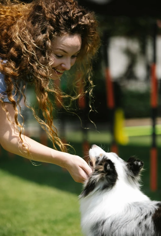 a woman playing with a dog in a park, by Tony Szczudlo, happening, square, dof, long - haired chihuahua, zoo