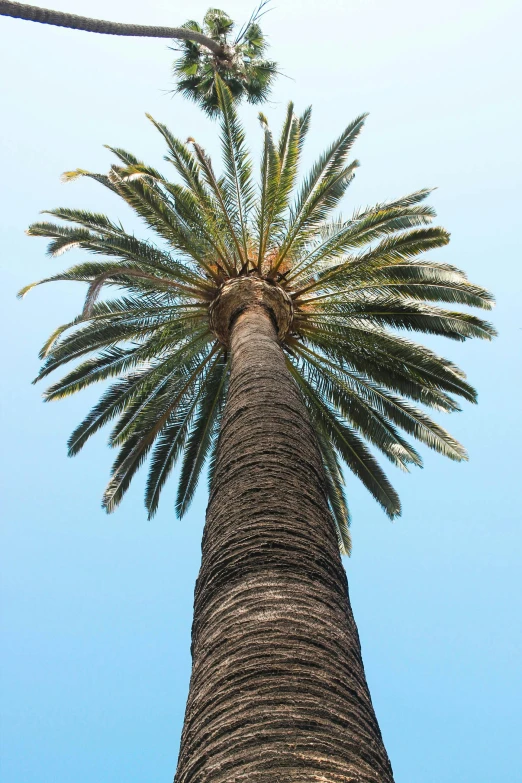 a tall palm tree with a blue sky in the background, by David Simpson, arabesque, monaco, facing away from camera, no cropping, “ iron bark