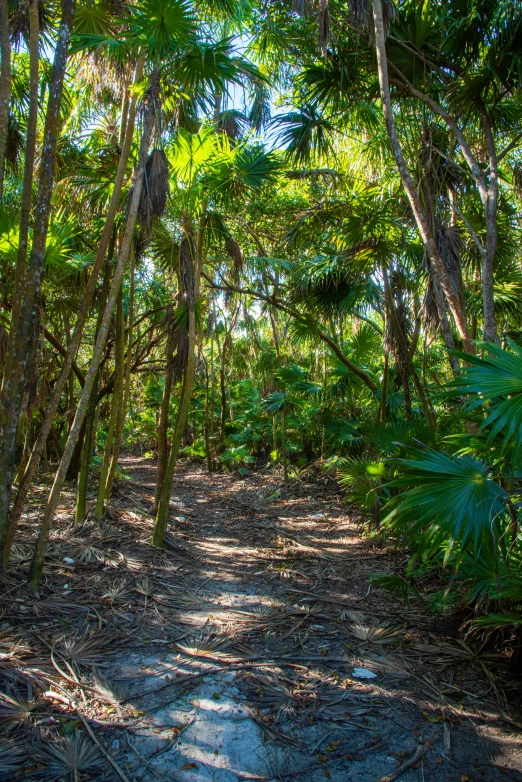 a dirt path in the middle of a forest, bahamas, fan favorite, mexico, tropical foliage