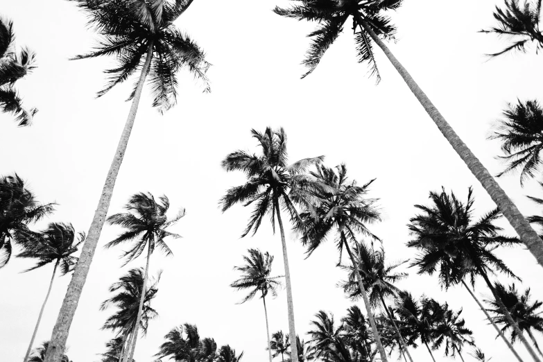 a black and white photo of palm trees, by Adam Pijnacker, pexels, 'white background'!!!, ascending form the sky, tawa trees, holiday season