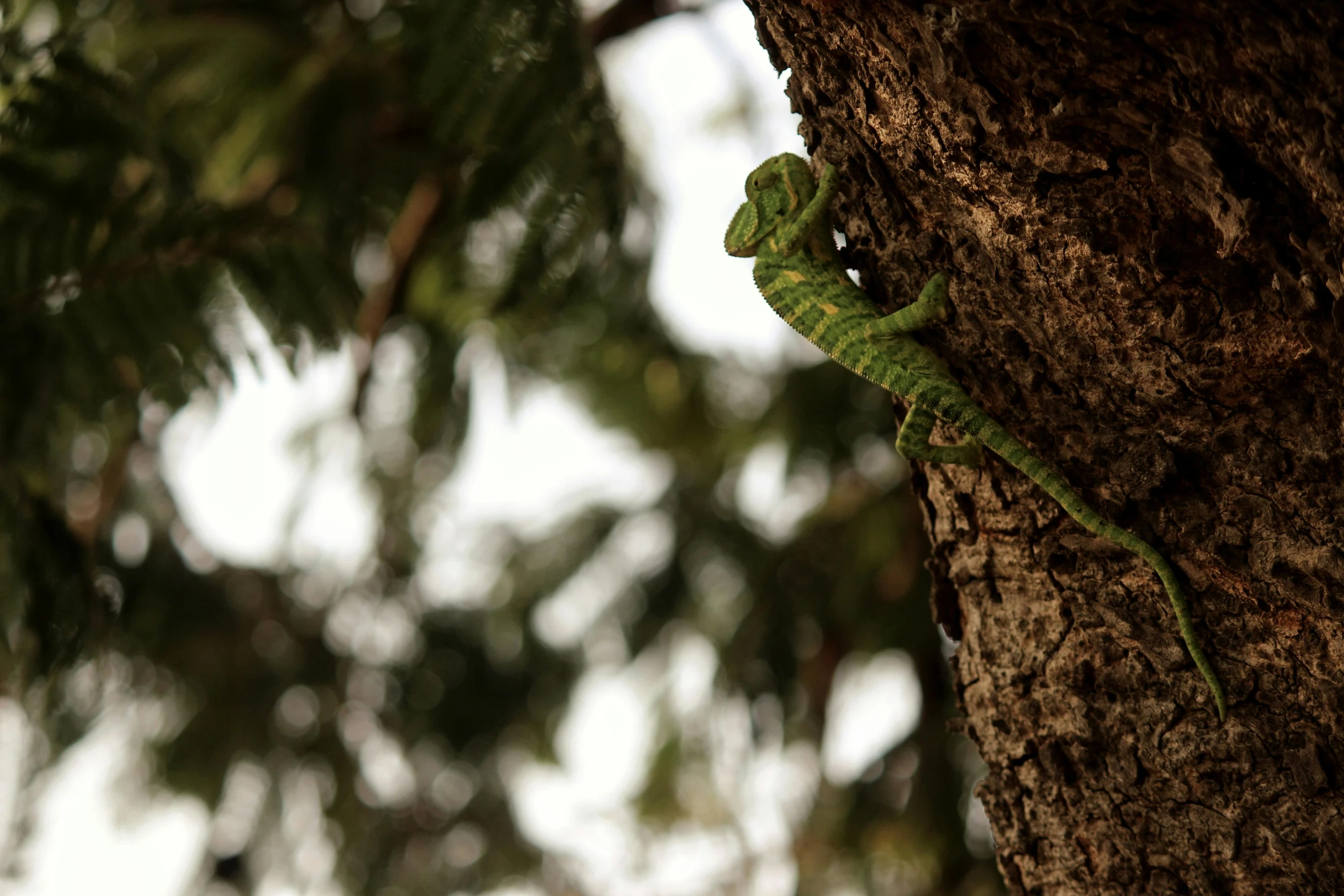 a lizard climbing up the side of a tree, unsplash, sri lanka, instagram photo, it\'s name is greeny, slight overcast weather