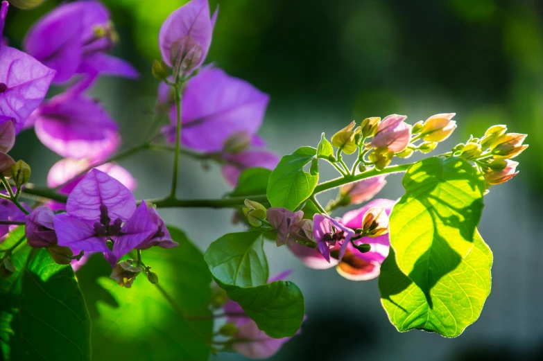 a close up of a plant with purple flowers, by Julian Allen, pexels contest winner, afternoon sunlight, colors of jamaica, bougainvillea, royal green and nature light