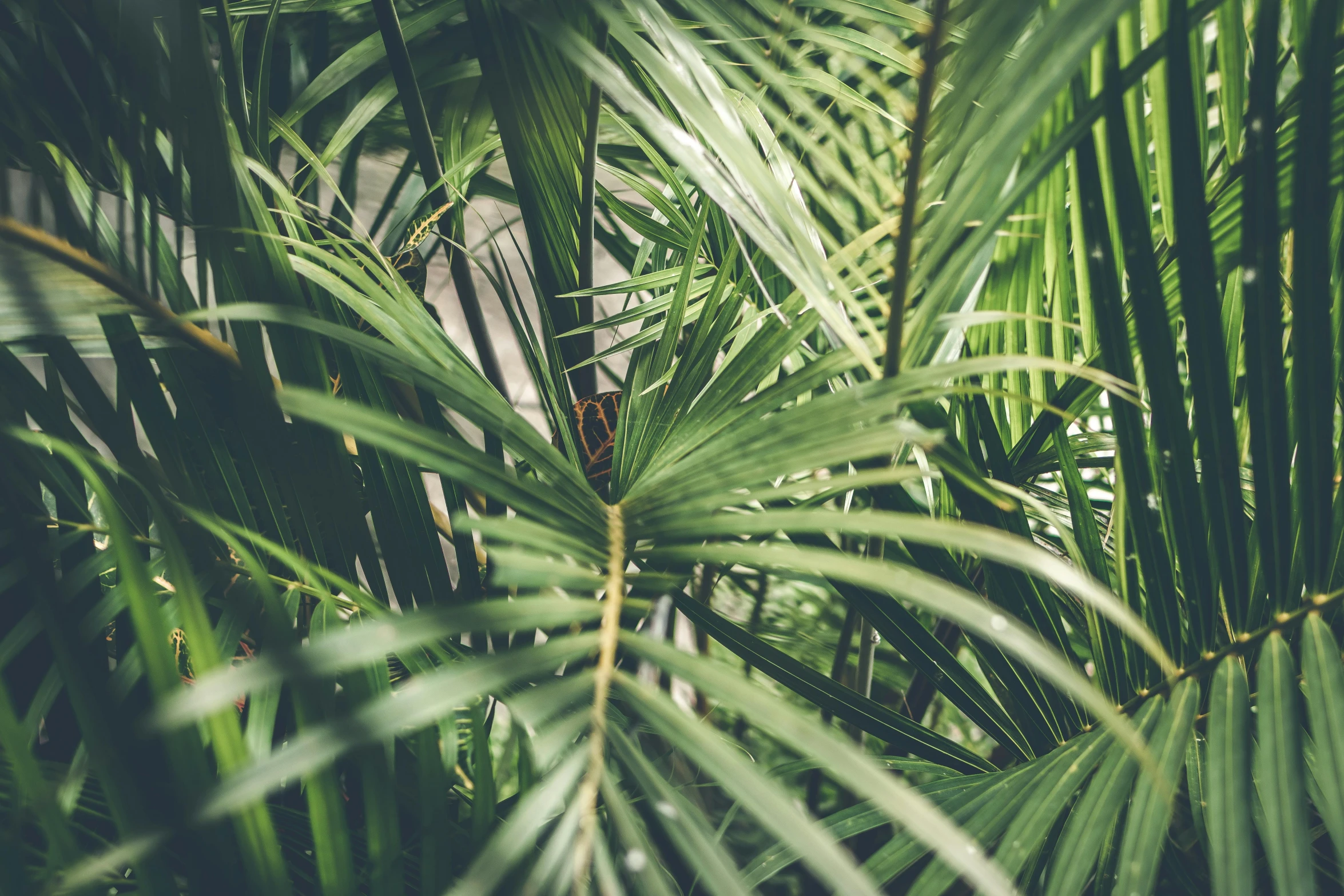 a close up of a bunch of palm leaves, inspired by Elsa Bleda, trending on unsplash, pyramid surrounded with greenery, an overgrown forest, plants inside cave, andré le nôtre