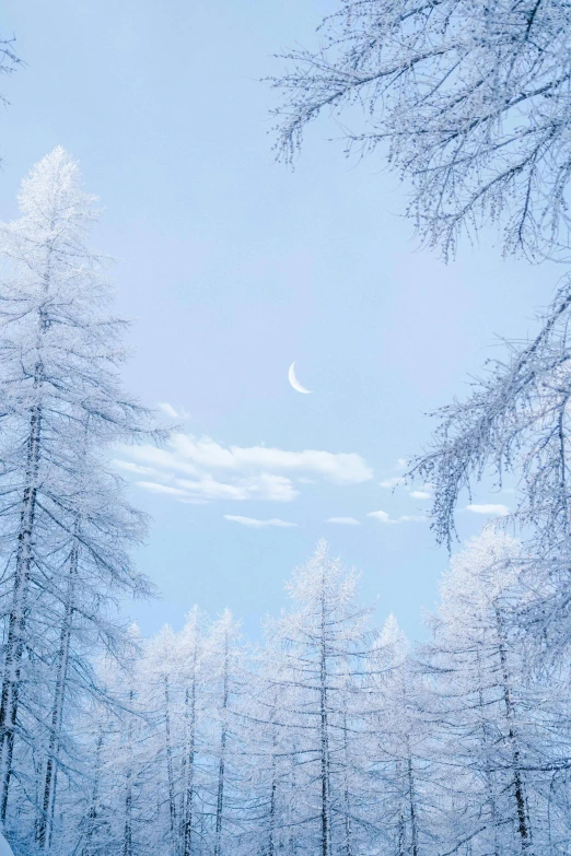 a snow covered forest filled with lots of trees, an album cover, unsplash contest winner, romanticism, moon in sky, mongolia, pale blue, in karuizawa