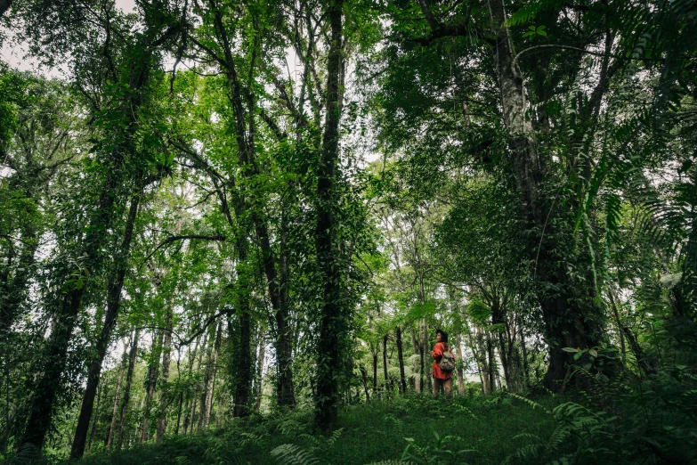 a person standing in the middle of a forest, figuration libre, reunion island landscape, profile image, running, overgrown with lush vines