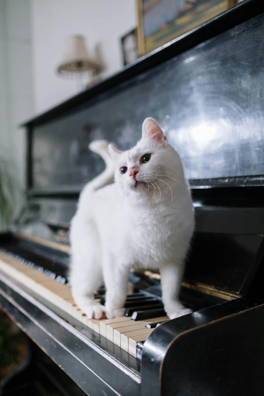 a white cat standing on top of a piano, an album cover, unsplash, holding paws, gif, 2019 trending photo