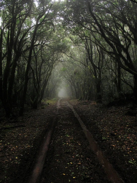 a train track in the middle of a forest, an album cover, by Lucia Peka, unsplash contest winner, australian tonalism, azores, devil's horns, dark wet road, taken in the late 2010s