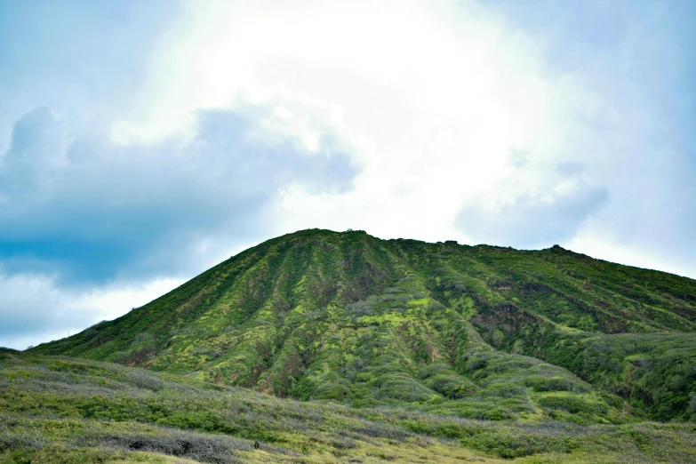 a herd of cattle standing on top of a lush green hillside, an album cover, unsplash, hurufiyya, hawaii beach, background image, flora-lush-crater, giant imposing mountain