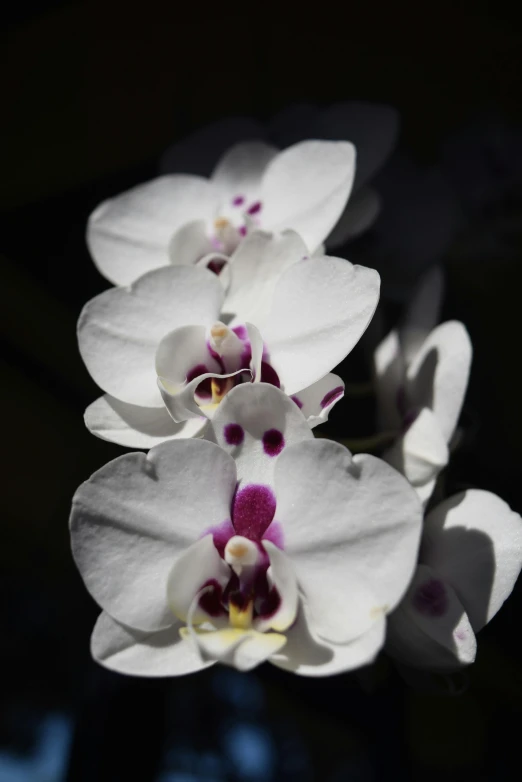 a bunch of white flowers sitting on top of a table, an orchid flower, paul barson, photographs, up-close