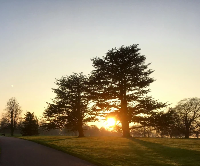 a couple of trees sitting on top of a lush green field, a picture, by Rachel Reckitt, unsplash, tree-lined path at sunset, formal gardens, cedar, early morning sun in the sky