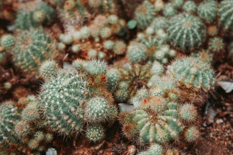 a close up of a bunch of cactus plants, a macro photograph, by Daniel Lieske, trending on unsplash, fan favorite, green and brown clothes, background image