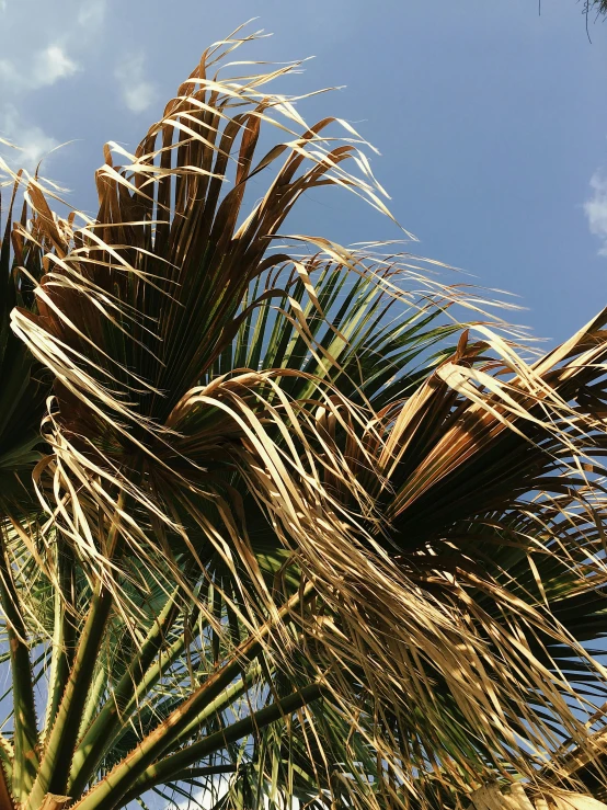 a palm tree with leaves blowing in the wind, by Rachel Reckitt, hurufiyya, up close picture, cabbage trees, tanned, blue skies