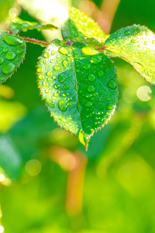 a close up of a leaf with water droplets on it, with fruit trees, royal green and nature light, birch, medium-shot