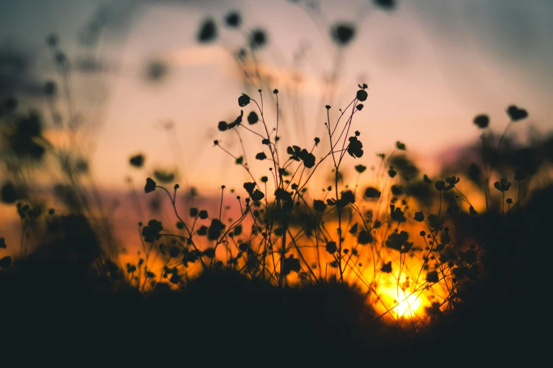 a field of flowers with the sun setting in the background, pexels contest winner, silhouette :7, slight bokeh, instagram post, dead plants and flowers