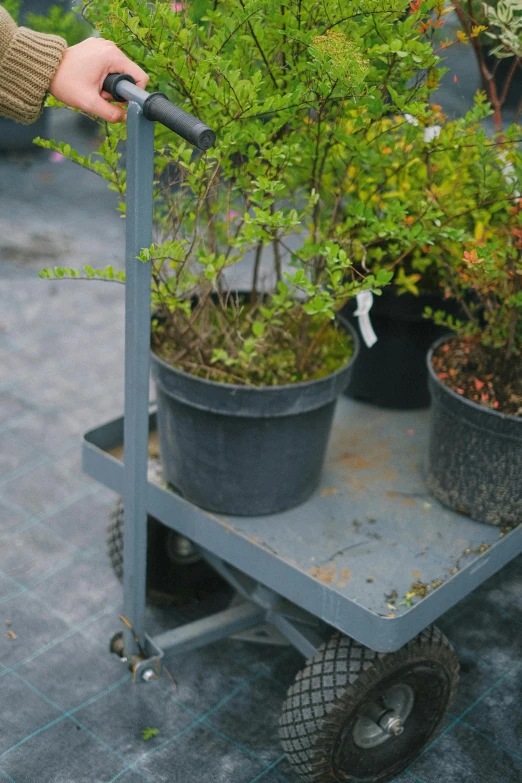 a person pushing a cart filled with potted plants, a picture, unsplash, arbeitsrat für kunst, nothofagus, close up of lain iwakura, various sizes, market setting