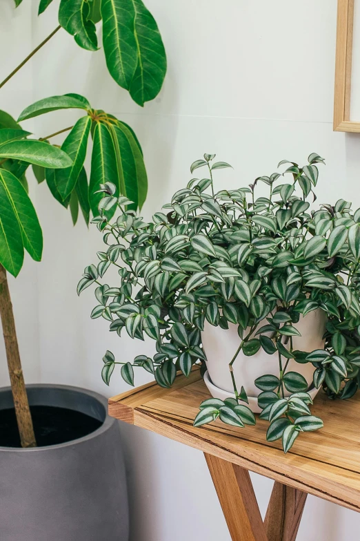 a plant sitting on top of a wooden table next to a potted plant, by Emily Mason, lush rainforest, white stripes all over its body, full of silver layers, honeysuckle