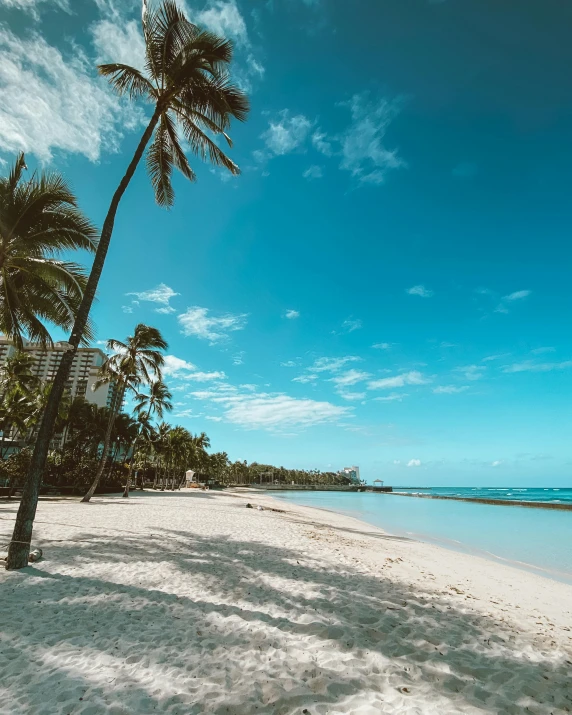 a palm tree sitting on top of a sandy beach, at a beach