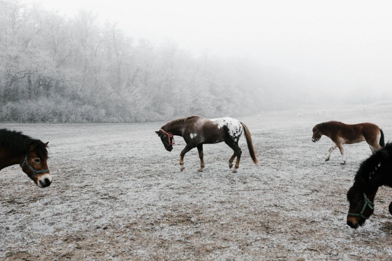 a herd of horses walking across a snow covered field, a photo, by Lucia Peka, unsplash contest winner, rainy and foggy, full body in shot, muted browns, frozen and covered in ice