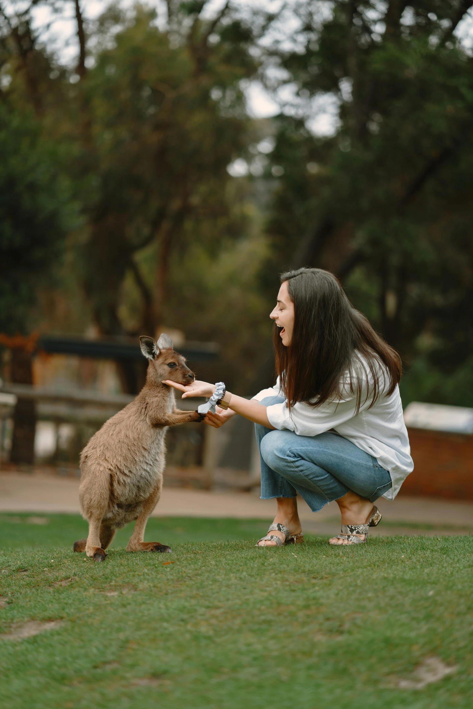 a woman feeding a kangaroo a bottle of milk, a picture, pexels contest winner, 🦩🪐🐞👩🏻🦳, sydney park, miniature animal, brunette