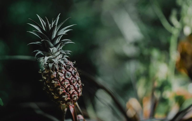 a close up of a pineapple on a plant, by Adam Marczyński, unsplash contest winner, renaissance, in a tropical forest, background image, fruit trees, 4 k hd wallpapear