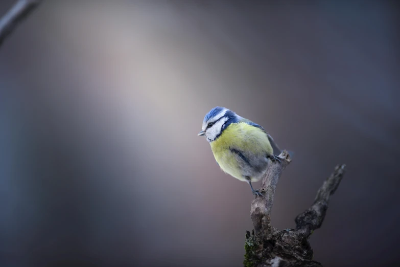 a small bird sitting on top of a tree branch, inspired by Paul Bird, pexels contest winner, blue and yellow theme, lpoty, various posed, canvas