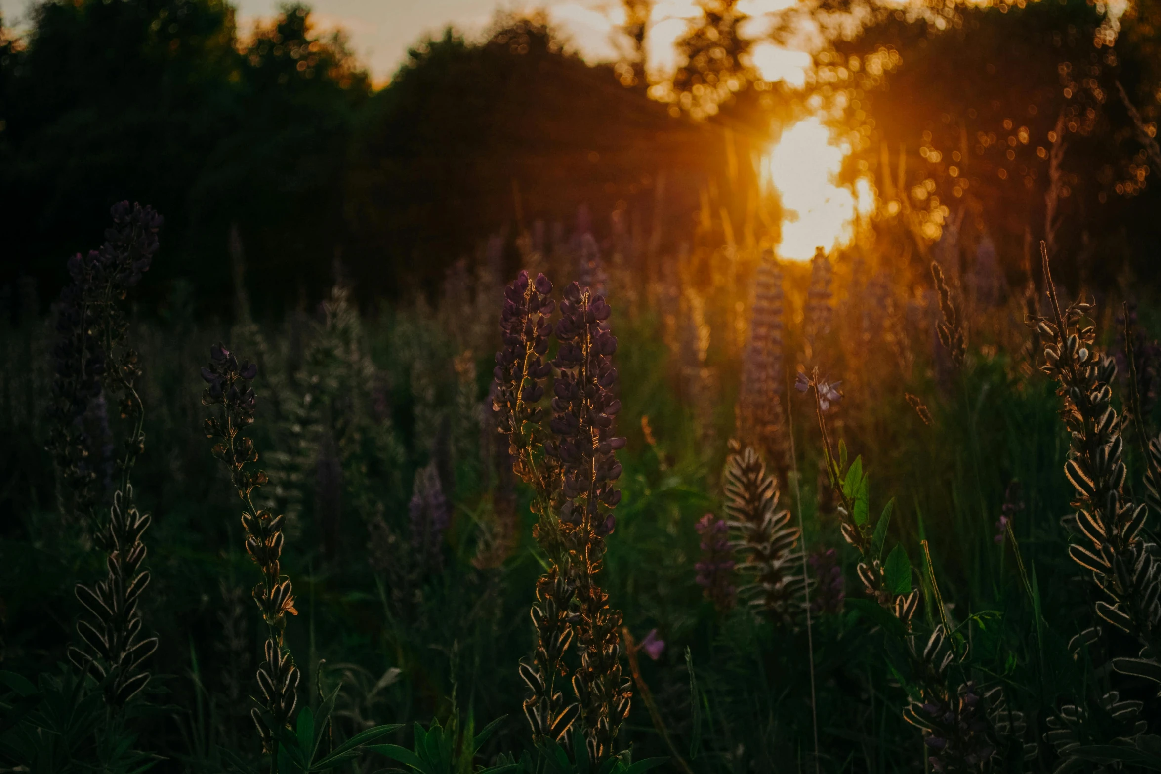a field of flowers with the sun setting in the background, pexels contest winner, cottagecore, paul barson, evening!! in the forest, summer setting