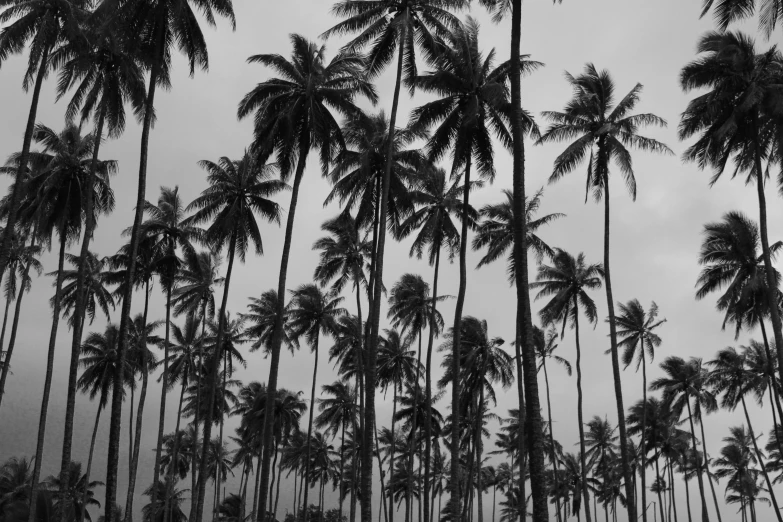 a black and white photo of palm trees, a black and white photo, pexels, sumatraism, gloomy weather. high quality, brazil, black!!!!! background, holiday season