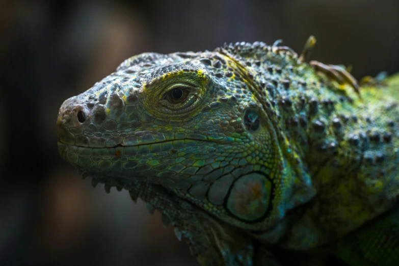a close up of a lizard with a blurry background, by Adam Marczyński, pexels contest winner, sumatraism, iguana, high detailed colors, grey, intricate highly detailed 8 k