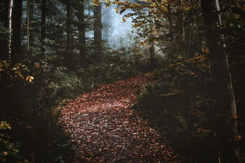 a path in the woods with leaves on the ground, an album cover, inspired by Elsa Bleda, unsplash contest winner, renaissance, the vanishing of ethan carter, (fantasy), brown, ( 3 1