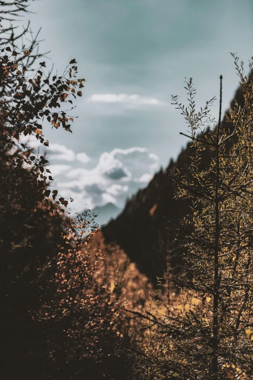 a forest filled with lots of trees next to a mountain, unsplash contest winner, narrow depth of field, glistening clouds in background, late summer evening, looking sideway