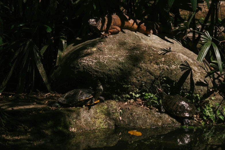 a group of turtles sitting on top of a rock, by Elsa Bleda, pexels contest winner, sumatraism, lush oasis, in sao paulo, with dappled light, thumbnail