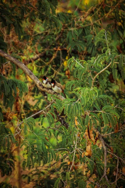 a bird sitting on top of a tree branch, in the evening, madagascar, close together, sheltering under a leaf