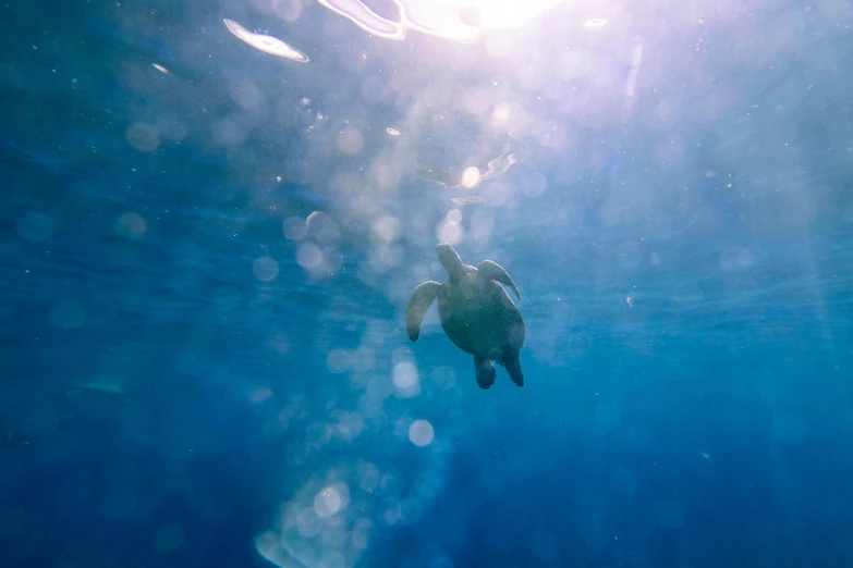 a turtle swimming under the surface of the water, a picture, unsplash contest winner, light and space, 🦩🪐🐞👩🏻🦳, blue toned, maui, multiple stories