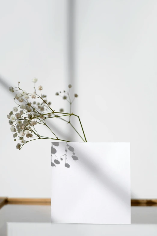 a vase that has some flowers in it, trending on unsplash, conceptual art, focus on card, white light, hyperminimalist, drop shadows