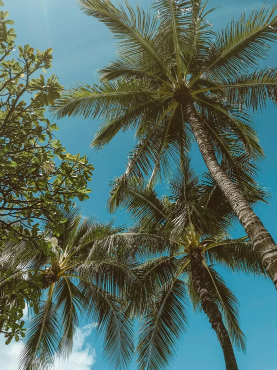 a couple of palm trees standing next to each other, unsplash contest winner, sumatraism, background image, bottom - view, bali, full frame image